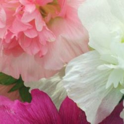 Stokrose <br>'Summer Carnival Mix'<br><i>Alcea rosea</i>