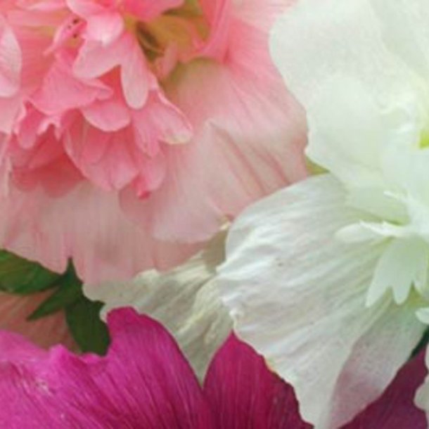 Stokrose <br>'Summer Carnival Mix'<br><i>Alcea rosea</i>