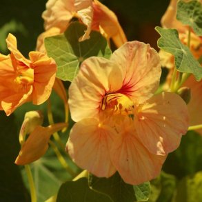Tallerkensmkker<br>'Tip Top Apricot'<br><i>Tropaeolum minor</i>