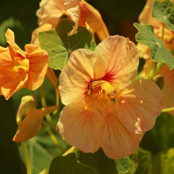 Tallerkensmkker<br>'Tip Top Apricot'<br><i>Tropaeolum minor</i>