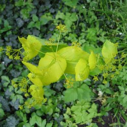 Lundgylden <br><i>Smyrnium perfoliatum</i><br><br>