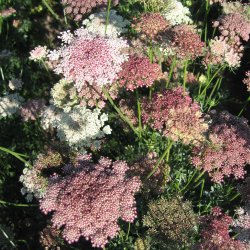 Gulerod, Pryd- <br>Dara' <br>Daucus carota</i>