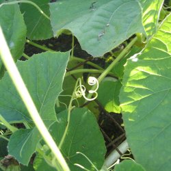 Kalabas, <br>flaskegrskar <br><i>Lagenaria siceraria</i>