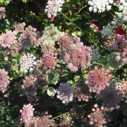 Gulerod, Pryd- <br>Dara' <br>Daucus carota</i>