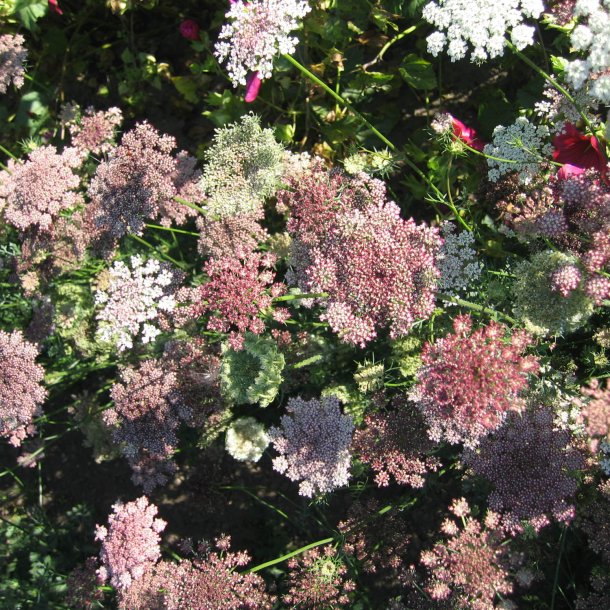 Gulerod, Pryd- <br>Dara' <br>Daucus carota</i>