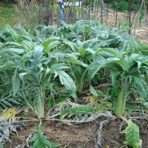 Kardon <br>'Porto Spineless'<br><i>Cynara cardunculus</i>