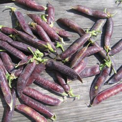 rt, Marv- <br>'Blauwschokker' <br><i>Pisum sativum var. sativum</i>