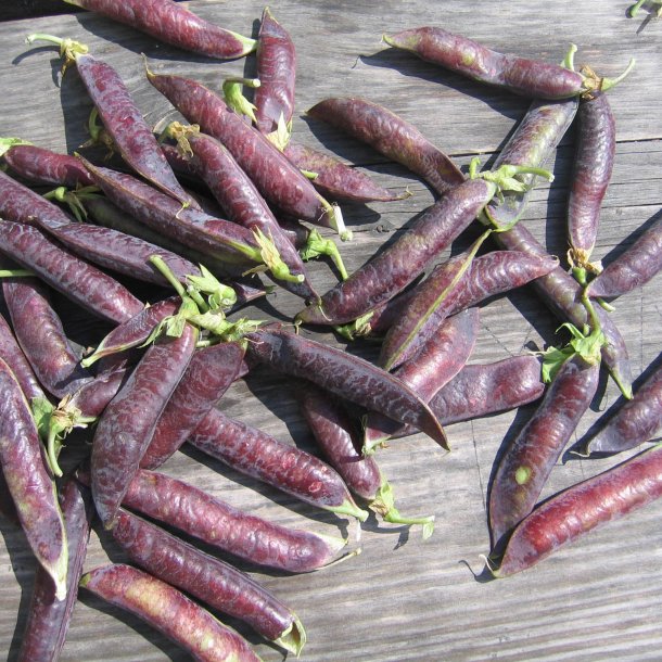 rt, Marv- <br>'Blauwschokker' <br><i>Pisum sativum var. sativum</i>