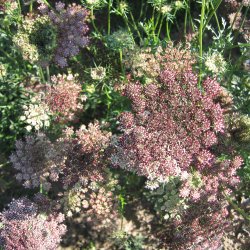 Gulerod, Pryd- <br>Dara' <br>Daucus carota</i>