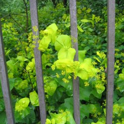 Lundgylden <br><i>Smyrnium perfoliatum</i><br><br>