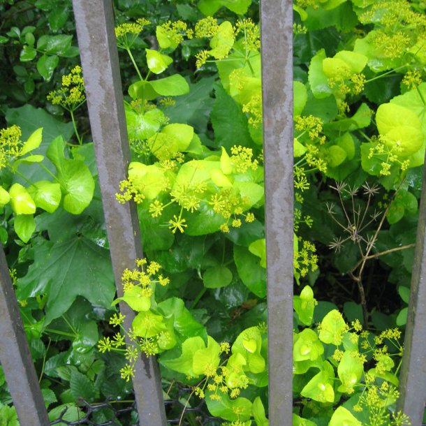 Lundgylden <br><i>Smyrnium perfoliatum</i><br><br>