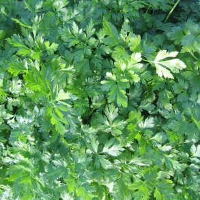 Persille <br>Bredbladet/Glatbladet <br>'Felicia'<br><i>Petroselinum crispum</i>