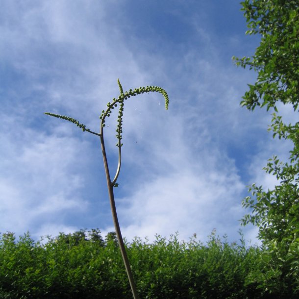 Slvlys, <br>Grnt lv<br><i>Cimicifuga racemosa/<br>Actaea r. </i>