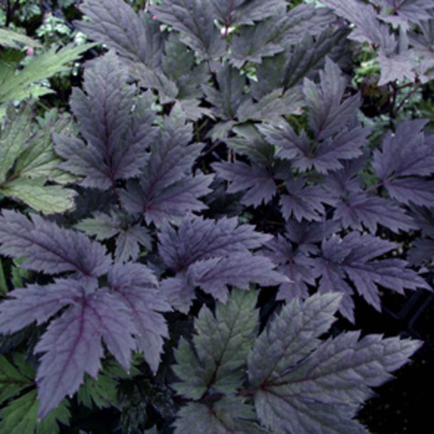 Slvlys <br>'Atropurpurea' <br><i>Cimicifuga ramosa/<br>Actaea r. </i>