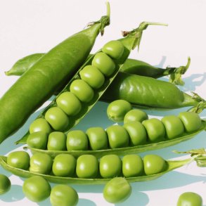 rt, Marv- <br>'Avola' <br><i>Pisum sativum var. sativum</i>