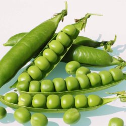 rt 'Mix' <br><i>Pisum sativum var. sativum/macrocarpon</i> 