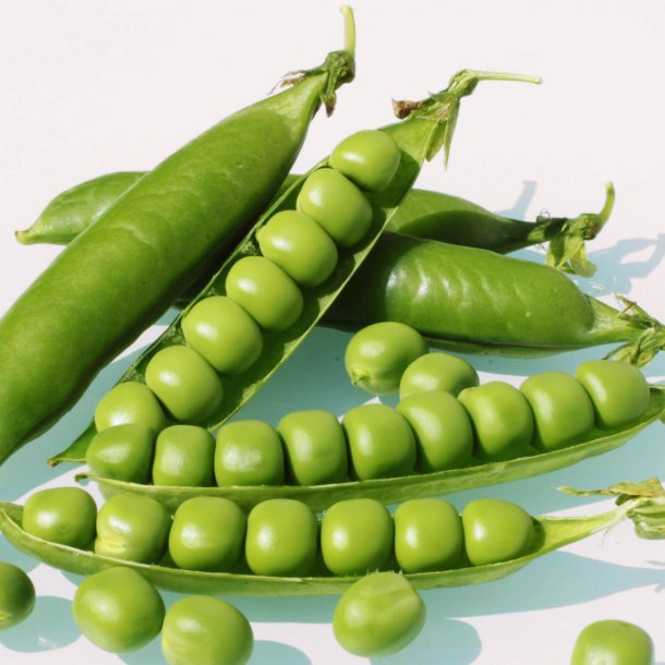 rt 'Mix' <br><i>Pisum sativum var. sativum/macrocarpon</i> 