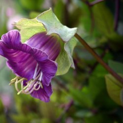 Klokkeranke <br>'Violet' <br><i>Cobaea scandens </i>  