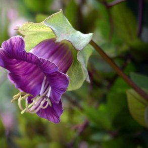 Klokkeranke <br>'Violet' <br><i>Cobaea scandens </i>  