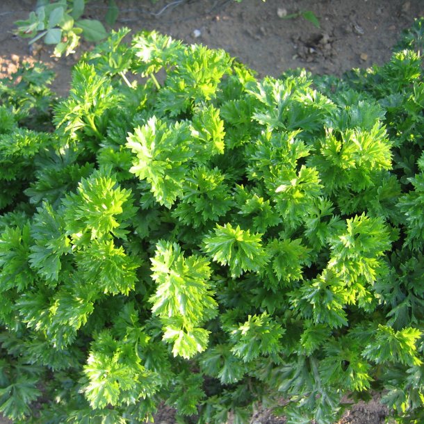 Snitselleri <br><i>Apium graveolens</i><br><br>