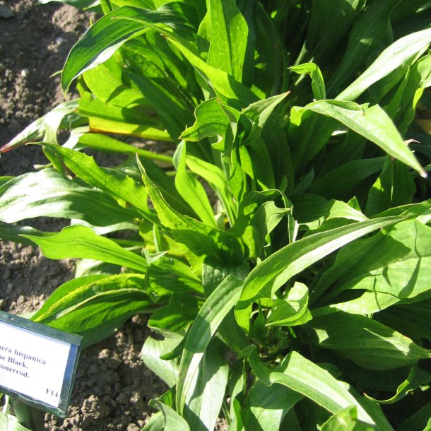 Skorzonerrod <br>'Long Black' <br><i>Scorzonera hispanica</i>