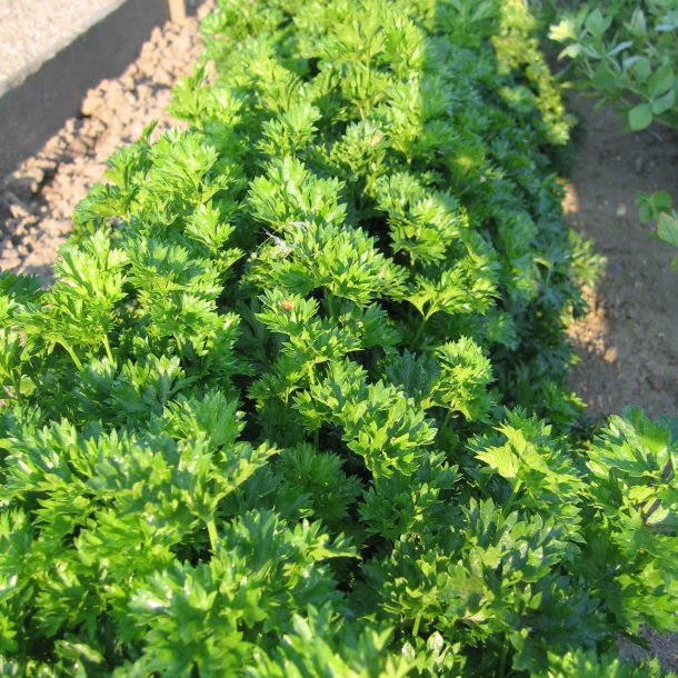 Snitselleri <br><i>Apium graveolens</i><br><br>