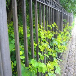 Lundgylden <br><i>Smyrnium perfoliatum</i><br><br>