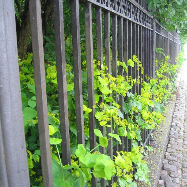 Lundgylden <br><i>Smyrnium perfoliatum</i><br><br>