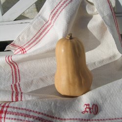 Squash, Butternut- <br>'Waltham' F1<br>moskusgrskar<br><i>Cucurbita moschata</i>