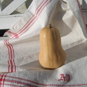 Squash, Butternut- <br>'Waltham' F1<br>moskusgrskar<br><i>Cucurbita moschata</i>