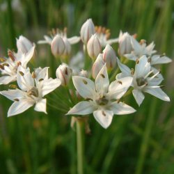 Kinapurlg  <br><i> Allium <br>tuberosum</i>