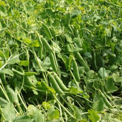 rt, Marv- <br>'Avola' <br><i>Pisum sativum var. sativum</i>