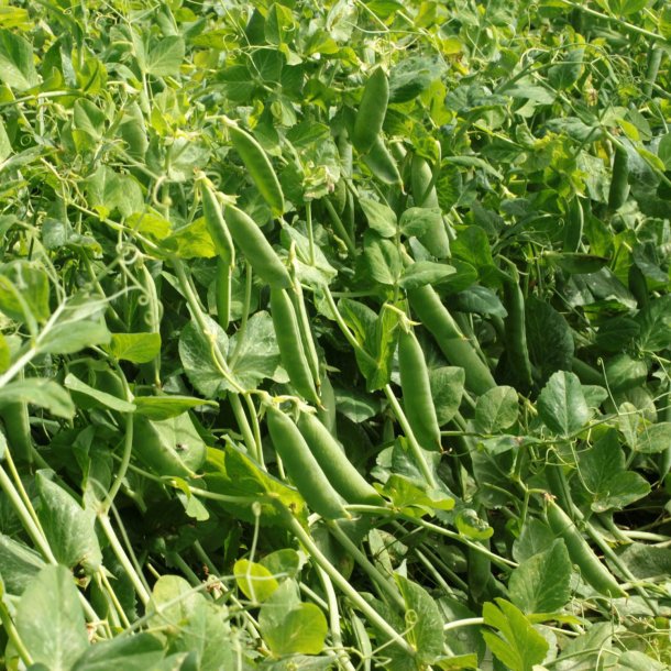 rt, Marv- <br>'Avola' <br><i>Pisum sativum var. sativum</i>