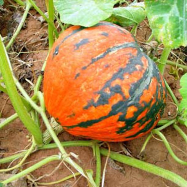 Grskar <br>'Lakota'<br><i>Cucurbita maxima</i>