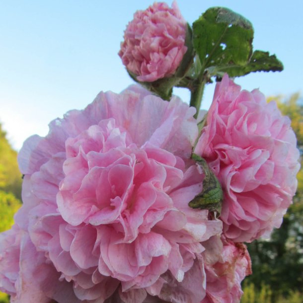 Stokrose <br>'Chater Rose'<br><i>Alcea rosea</i>