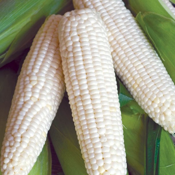 Majs, Sukker- <br>'White Lady' F1 <br><i>Zea mays convar. saccharata</i>