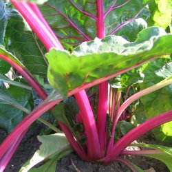 Bladbede 'Pink Lipstick' <br><i>Beta vulgaris var. cicla/flavescens </i>