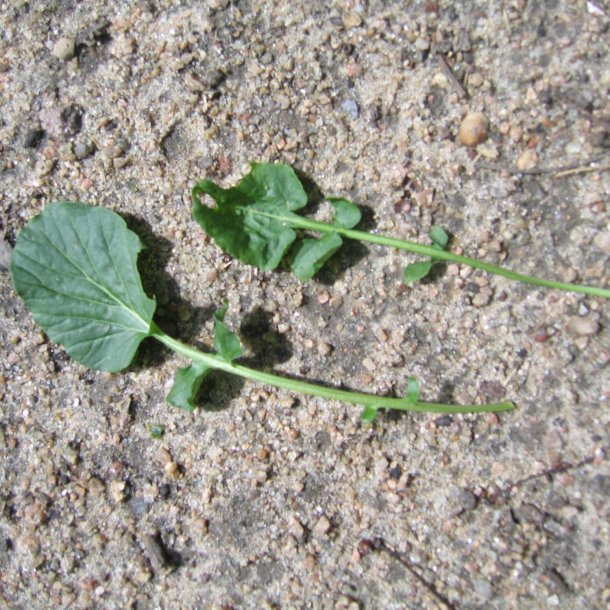 Vinterkarse, vild -<br>Vinterkarse, udsprret <br><i> Barbarea vulgaris</i>  