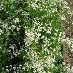 Kommen <br><i>Carum carvi</i><br><br>