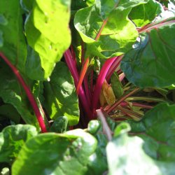 Bladbede 'Pink Lipstick' <br><i>Beta vulgaris var. cicla/flavescens </i>