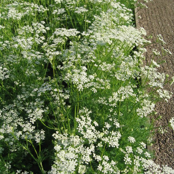 Kommen <br><i>Carum carvi</i><br><br>