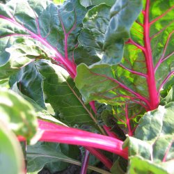 Bladbede 'Pink Lipstick' <br><i>Beta vulgaris var. cicla/flavescens </i>