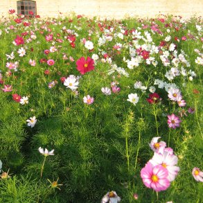 Stolt kavaler <br>'Mix'<br> <i>Cosmos bipinnatus</i>