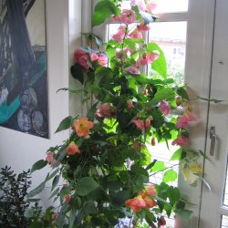 Klokketr <br>'Mix' <br><i>Abutilon hybridum </i>