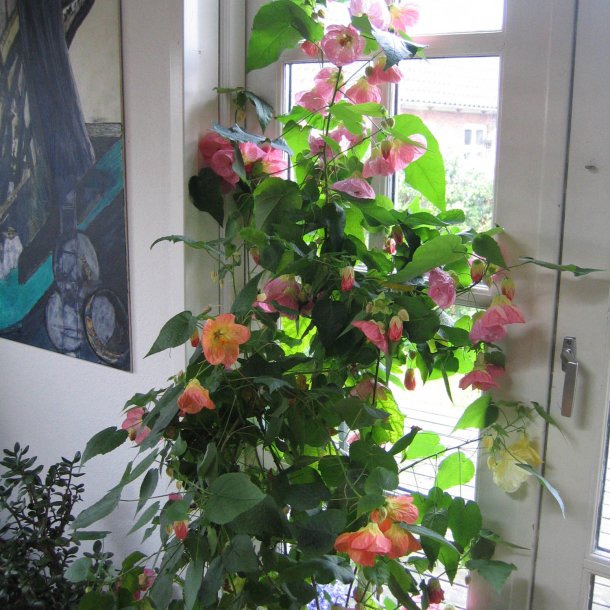 Klokketr <br>'Mix' <br><i>Abutilon hybridum </i>