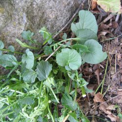 Vinterkarse, vild -<br>Vinterkarse, udsprret <br><i> Barbarea vulgaris</i>  