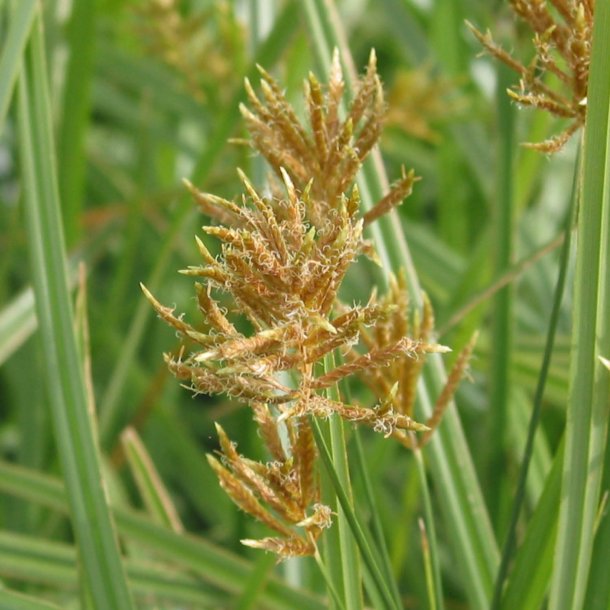 Jordmandel <br><i>Cyperus esculentus</i><br><br>