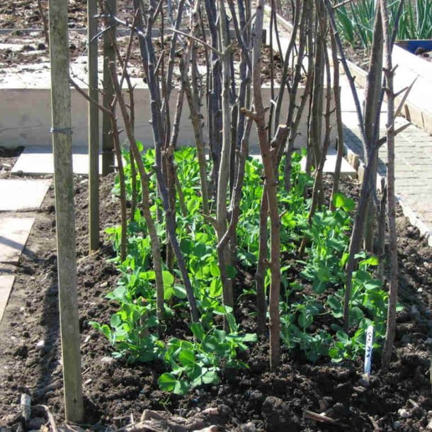 �rt, Marv- <br>�Hurst Green Shaft� <br><i>Pisum sativum var. sativum</i>