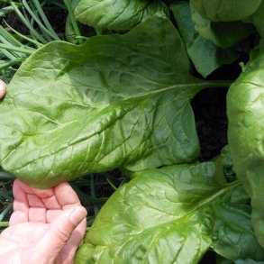 Spinat <br>'Giant Winter' <br><i>Spinacia oleracea</i>