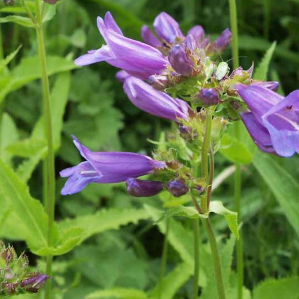 Rrblomst <br><i>Penstemon serrulatus</i><br><br>